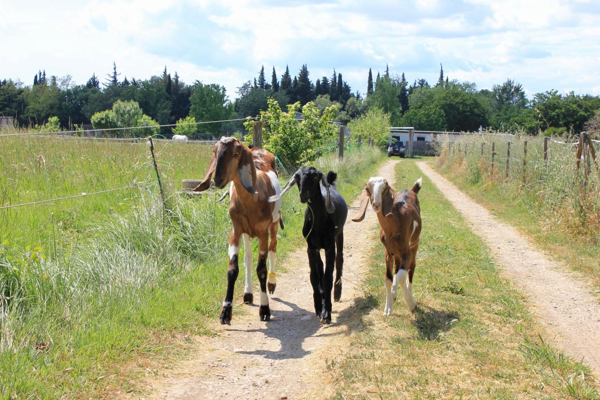 Lobilum En Camargue Villa Saint-Martin-de-Crau Bagian luar foto